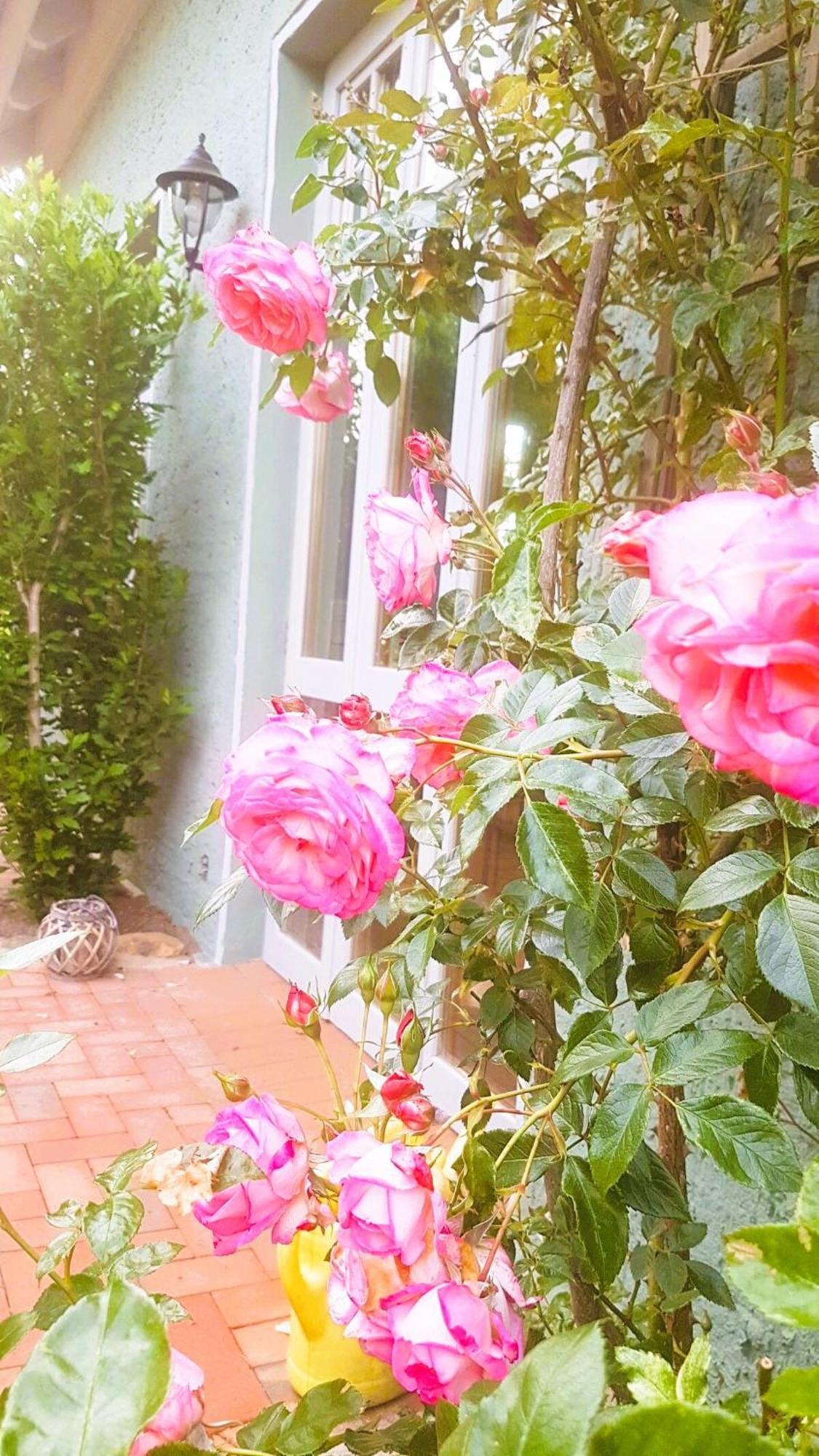 Ferienhaus Salvia Gremersdorf-Buchholz 外观 照片